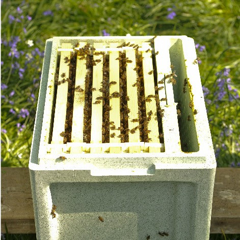 6 FRAME B.S. NUC OF BEES - Due June/July 2024